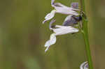 Florida lobelia